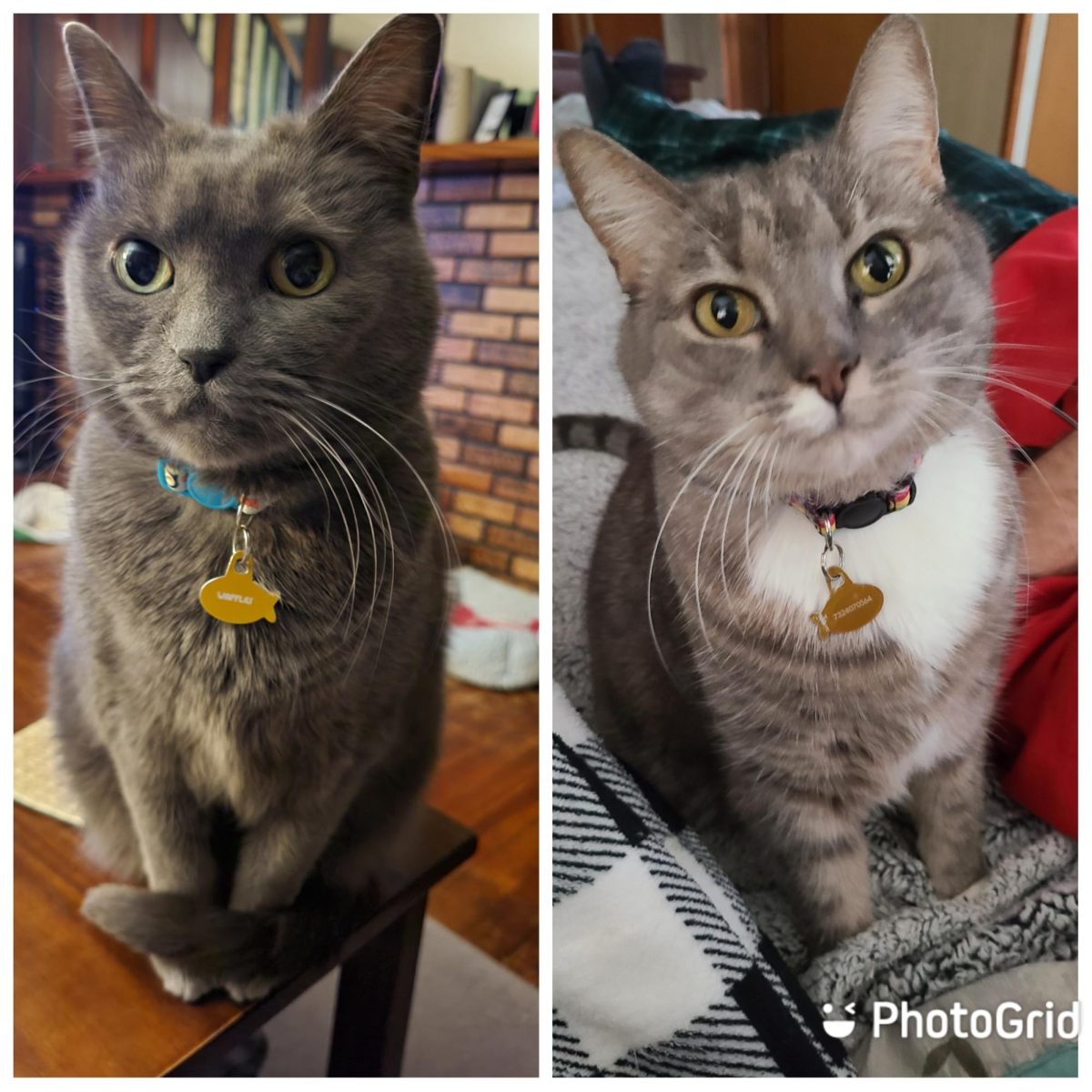 Mrs. Baldesweliers’ cats (Left: Waffles) (Right: Sugar)