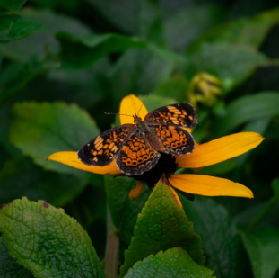 A butterfly perched on a cone flower (photo by 
Zachary-Chaz McMurdie).