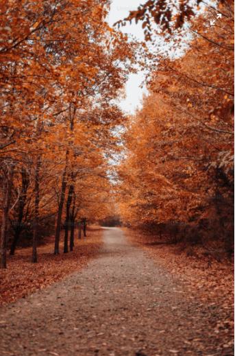 Fall setting  (https://unsplash.com/)

