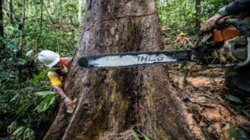 Example of what deforestation looks like. Trees are cut down for the wood, and used for human needs (Google Images)
